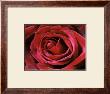 Rose by Christian Sarramon Limited Edition Print