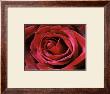 Rose by Christian Sarramon Limited Edition Pricing Art Print