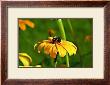 Bee Daisy by Bruce Morrow Limited Edition Pricing Art Print