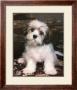 Fluffy The Puppy by Ron Kimball Limited Edition Print