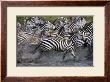 Running Zebras by Andy Biggs Limited Edition Print