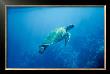 Green Sea Turtle by Ron Dahlquist Limited Edition Print