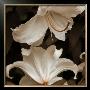 White Lilies by Rebecca Swanson Limited Edition Pricing Art Print