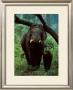 Asian Elephant by Konrad Wothe Limited Edition Print
