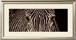 Zebra Grevy by Marina Cano Limited Edition Pricing Art Print