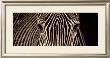 Zebra Grevy by Marina Cano Limited Edition Print