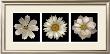 White Summer Flowers by Harold Feinstein Limited Edition Print
