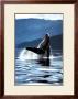 Humpback Whale by Art Wolfe Limited Edition Print