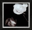 Two Roses by Angelos Zimaras Limited Edition Print
