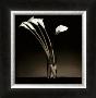 Arums by Pierre Michaud Limited Edition Print