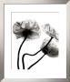 Three Poppies by Stephane De Bourgies Limited Edition Print