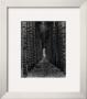 Red Pines, Empire, Mi by Monte Nagler Limited Edition Print