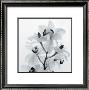 Orchid Spray I by Tom Artin Limited Edition Pricing Art Print