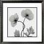 Poppies I by Don Dudenbostel Limited Edition Pricing Art Print