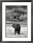 Lone Elephant by Andy Biggs Limited Edition Print