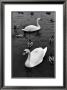 Swans And Ducks by Bill Perlmutter Limited Edition Print