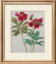 Peonies by Albrecht Dã¼rer Limited Edition Print