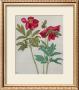 Peonies by Albrecht Dürer Limited Edition Pricing Art Print