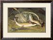 Angler's Prize by Theodore Clement Steele Limited Edition Pricing Art Print