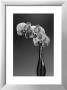 Phalaenopsis, 1998 by Montclair Valentine Limited Edition Pricing Art Print