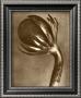 Sepia Botany Study Vi by Karl Blossfeldt Limited Edition Print