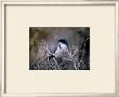 Scrub Jay by Joseph Wolf Limited Edition Print