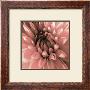 Pink Dahlia by Shawn Kapitan Limited Edition Print