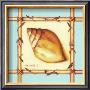 Bamboo Seashell I by Kathy Middlebrook Limited Edition Print