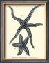 Indigo Starfish Ii by Denis Diderot Limited Edition Print
