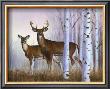 Deer In Birch Woods by Rusty Frentner Limited Edition Print