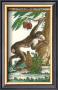 Monkey, Magot No. 360 by Thomas Bell Limited Edition Print