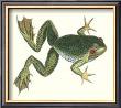 African Bull Frog by George Shaw Limited Edition Pricing Art Print