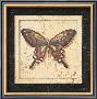 Ancient Butterfly Ii by Marty Joseph Limited Edition Pricing Art Print