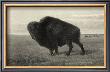 American Bison by R. Hinshelwood Limited Edition Print