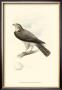 Meyer's Hawk I by Meyer Limited Edition Print