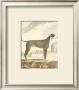 Classical Dogs by Georges-Louis Buffon Limited Edition Pricing Art Print