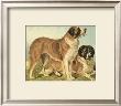 St. Bernard by Vero Shaw Limited Edition Pricing Art Print