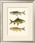 Antique Fish I by Ernest Briggs Limited Edition Pricing Art Print