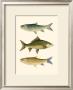 Antique Fish I by Ernest Briggs Limited Edition Print