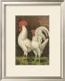 Roosters Vi by Cassell Limited Edition Print