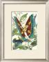 Butterfly Vi by William Henry Pearson Limited Edition Pricing Art Print