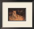 Spotted African Cat by Kilian Limited Edition Print