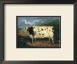 Craven Heifer by J. Whessell Limited Edition Pricing Art Print