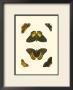 Cramer Butterfly Study I by Pieter Cramer Limited Edition Pricing Art Print