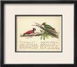 Woodpecker Verse by Nathaniel Tweet Limited Edition Print