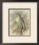 Snowy Owl by F.W. Frohawk Limited Edition Print