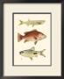 Antique Fish Ii by Ernest Briggs Limited Edition Pricing Art Print