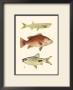 Antique Fish Ii by Ernest Briggs Limited Edition Print