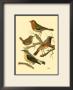 Domestic Bird Family Iii by W. Rutledge Limited Edition Print