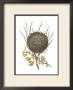 Antique Bird's Nest Ii by James Bolton Limited Edition Pricing Art Print